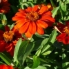 Zinnia angustifolia 'Profusion Orange'